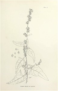 n366_w1150