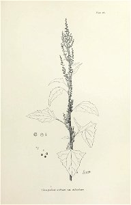 n336_w1150