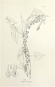 n246_w1150