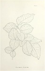 n216_w1150