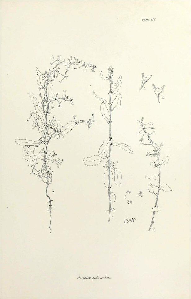 n386_w1150