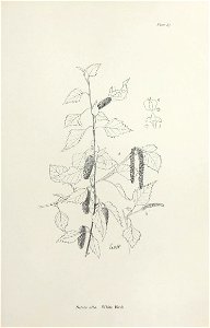 n176_w1150