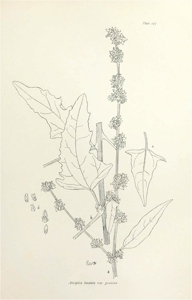 n364_w1150