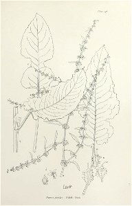 n302_w1150