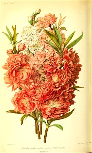 n435_w1150