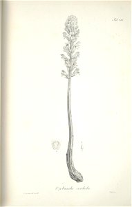 n243_w1150