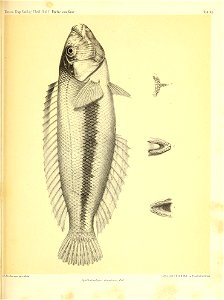n910_w1150
