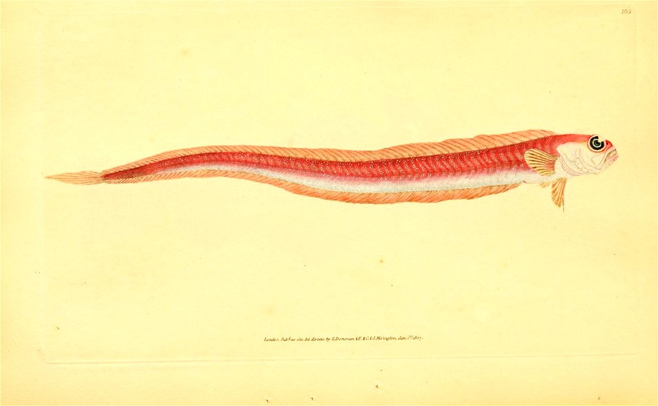 n158_w1150