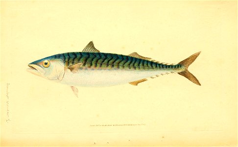 n188_w1150
