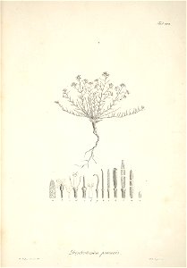 n32_w1150