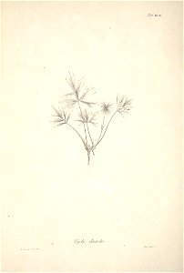 n61_w1150