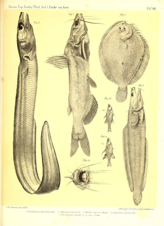 n914_w1150