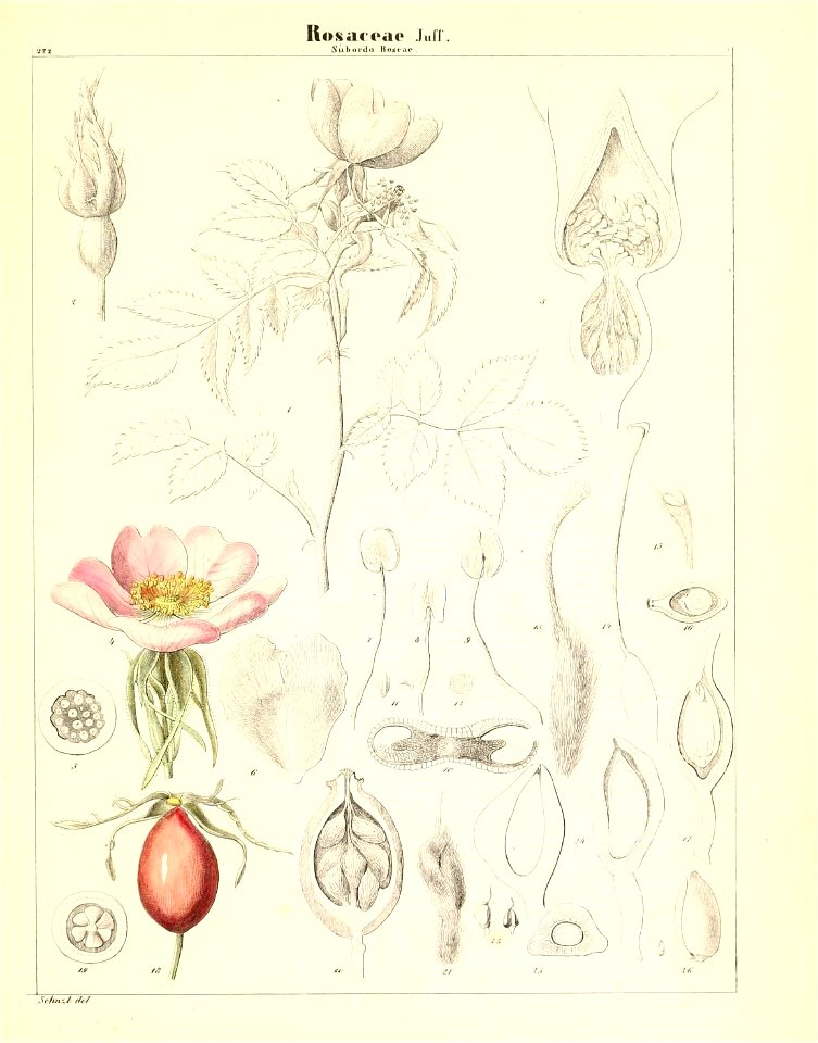 n798_w1150