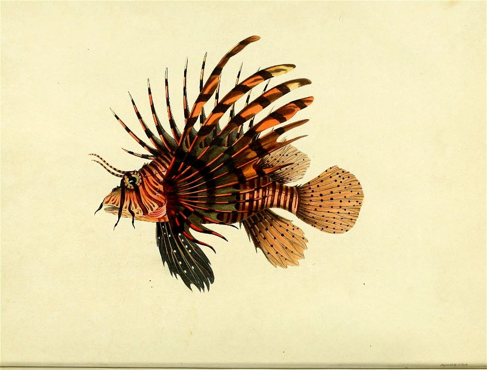 n15_w1150