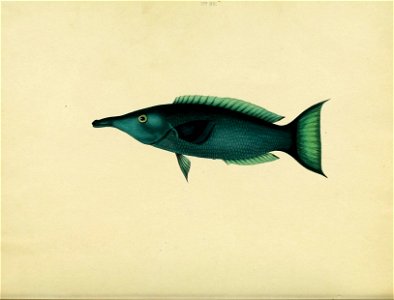 n131_w1150