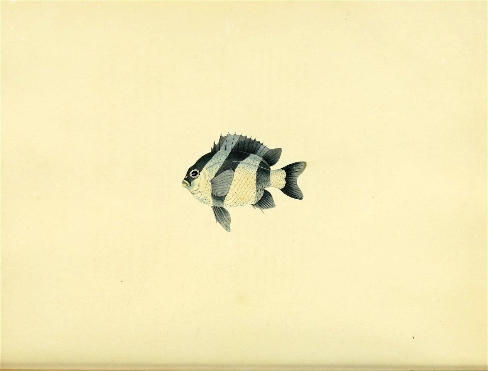 n79_w1150