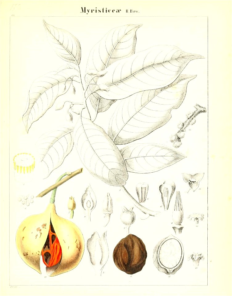 n516_w1150
