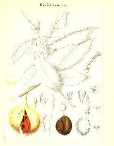 n516_w1150