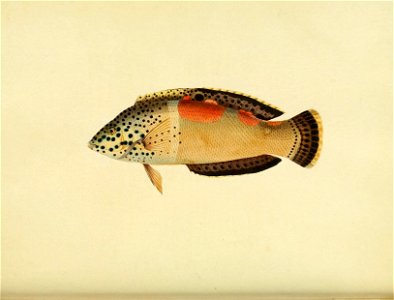 n91_w1150