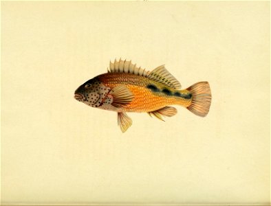 n119_w1150