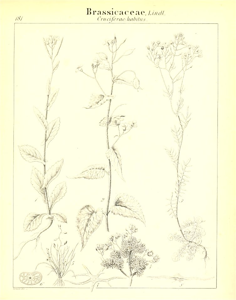 n542_w1150