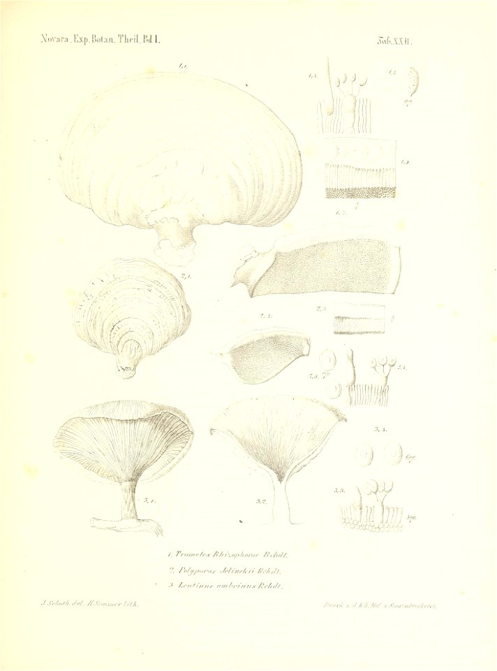n252_w1150