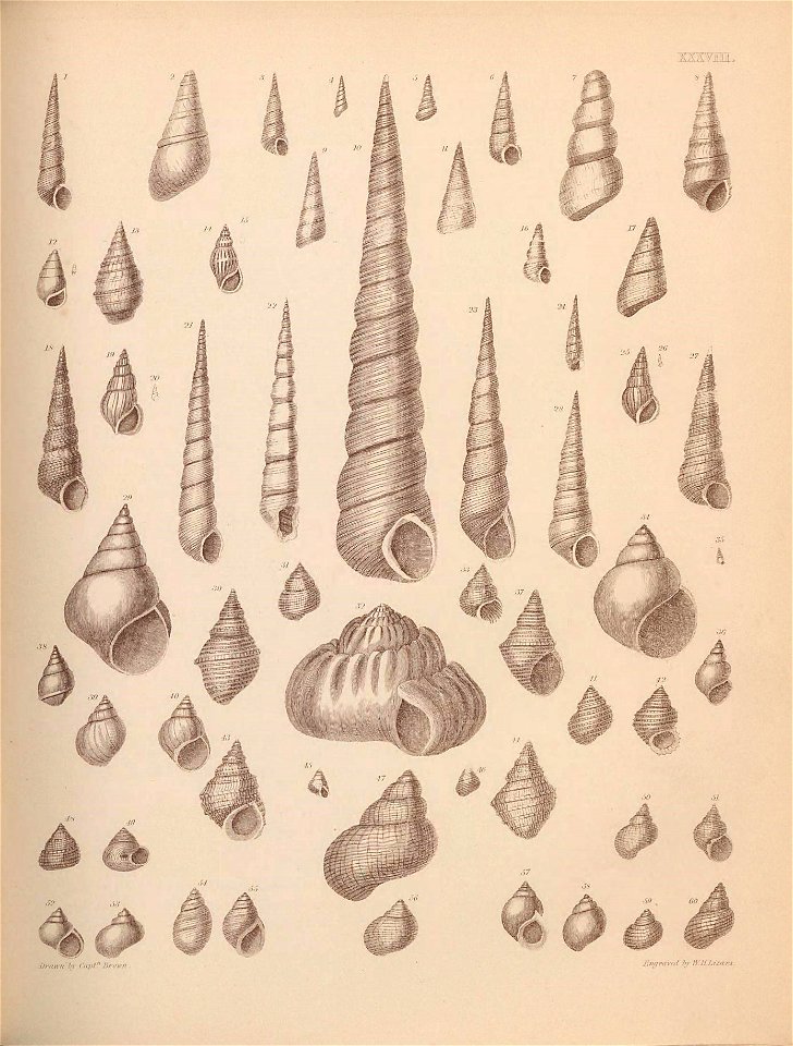 n182_w1150
