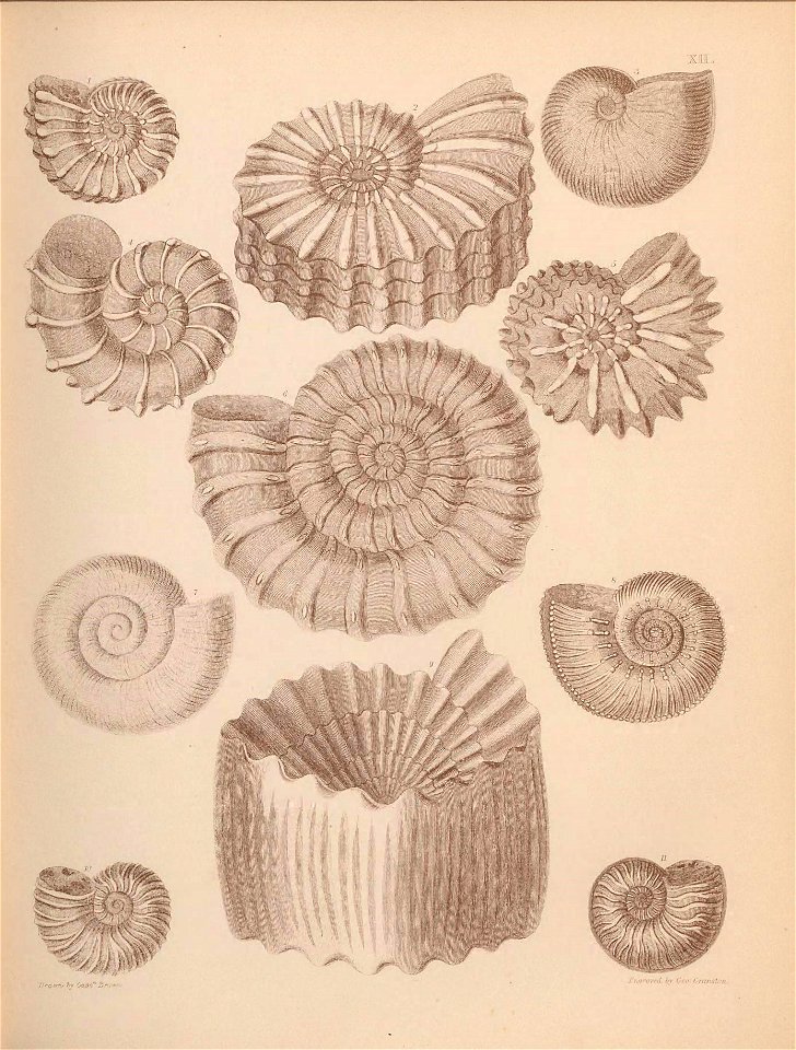 n58_w1150