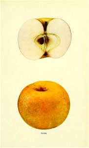 n338_w1150