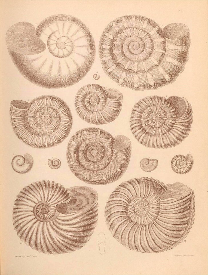 n54_w1150