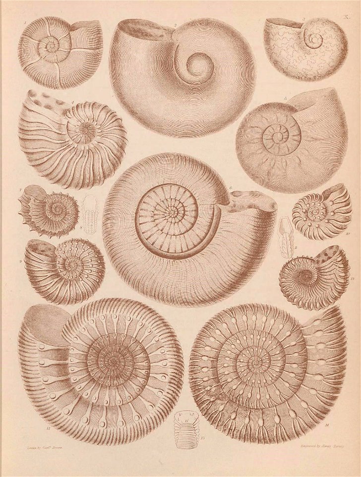 n50_w1150