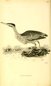 n415_w1150
