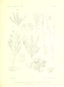 n136_w1150