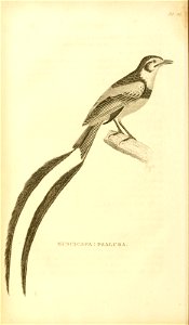 n515_w1150