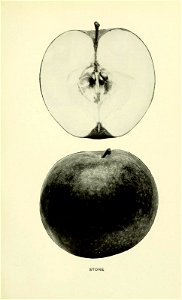 n546_w1150
