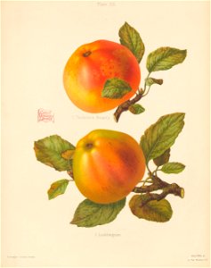 n364_w1150