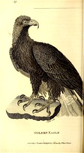 n135_w1150