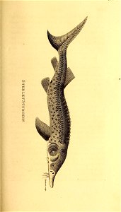 n544_w1150