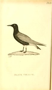 n221_w1150