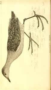 n295_w1150
