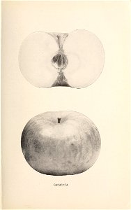 n52_w1150