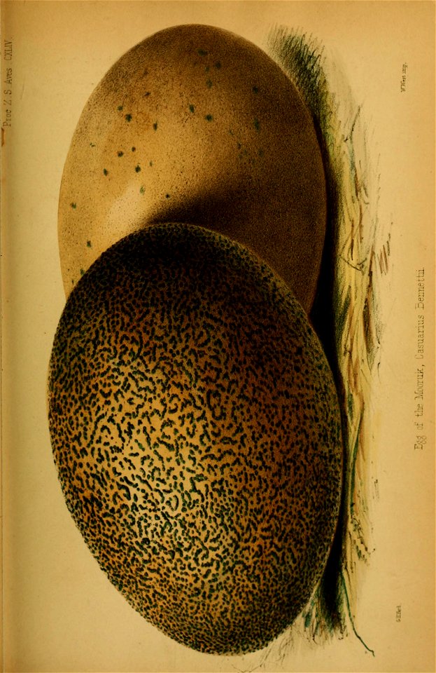 n350_w1150