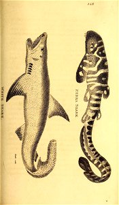 n462_w1150