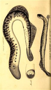 n361_w1150