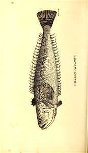 n183_w1150