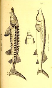 n536_w1150