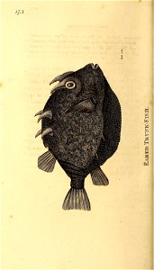 n625_w1150