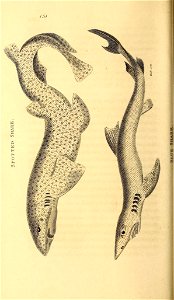 n477_w1150