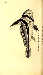 n529_w1150