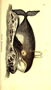 n712_w1150